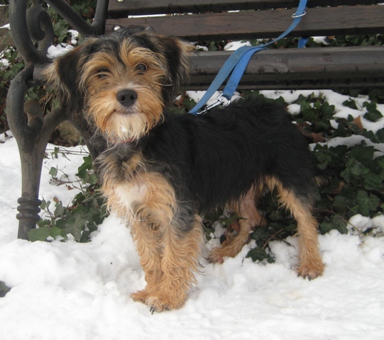 Yorkshire Terrier Dackel Mix OSKAR, (Rüde) Zuhause gefunden